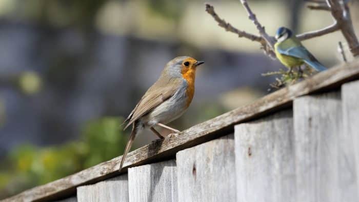 Comptage national des oiseaux des jardins 1 ACTU.OISEAUX